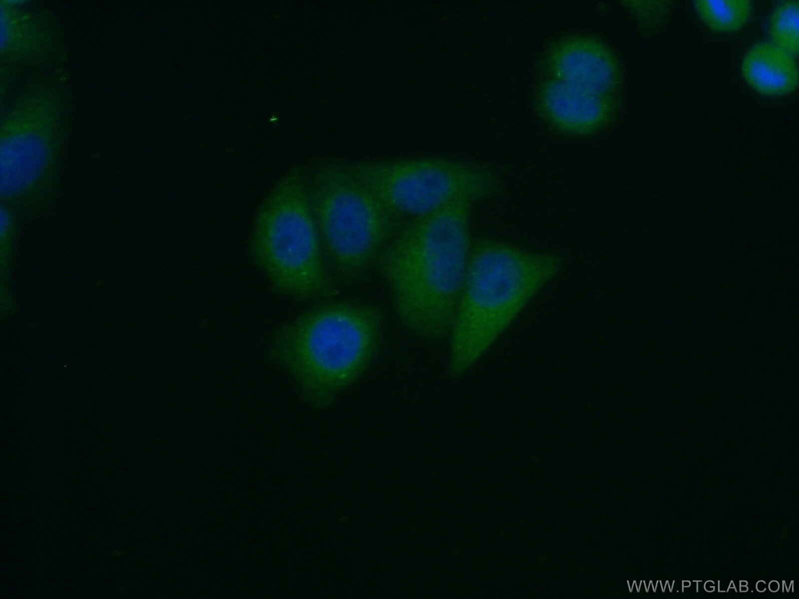 Immunofluorescence (IF) / fluorescent staining of HepG2 cells using ERGIC2 Polyclonal antibody (11927-1-AP)