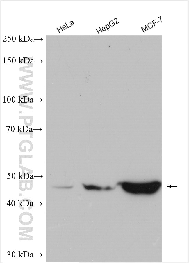 Western Blot (WB) analysis of various lysates using ERGIC2 Polyclonal antibody (11927-1-AP)