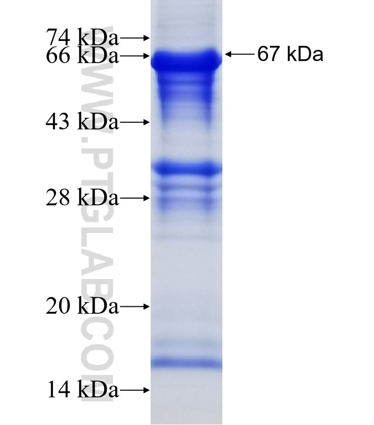 ERGIC2 fusion protein Ag2603 SDS-PAGE