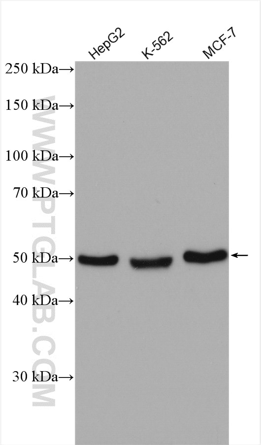 Western Blot (WB) analysis of various lysates using ERGIC3 Polyclonal antibody (16029-1-AP)