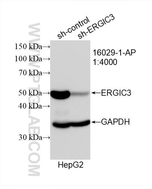 Western Blot (WB) analysis of HepG2 cells using ERGIC3 Polyclonal antibody (16029-1-AP)