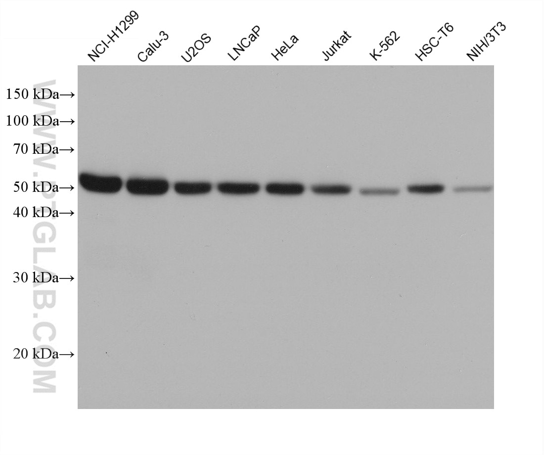 Western Blot (WB) analysis of various lysates using ERGIC3 Monoclonal antibody (68398-1-Ig)