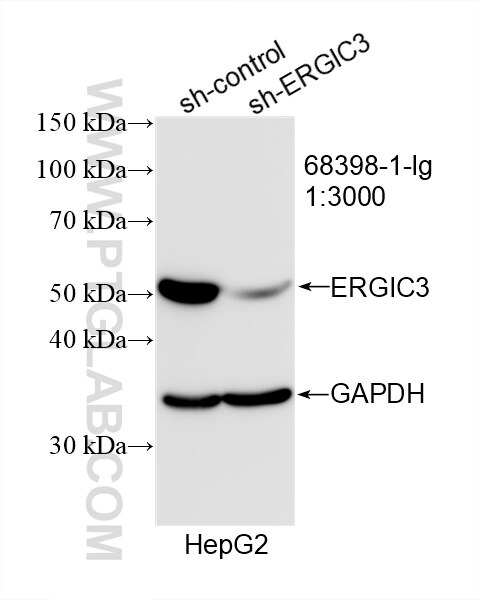 Western Blot (WB) analysis of HepG2 cells using ERGIC3 Monoclonal antibody (68398-1-Ig)