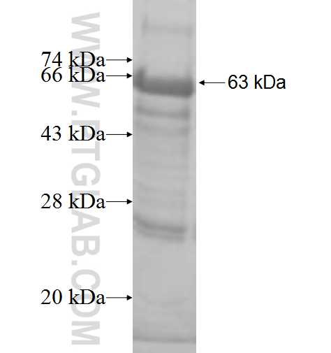 ERGIC3 fusion protein Ag8893 SDS-PAGE