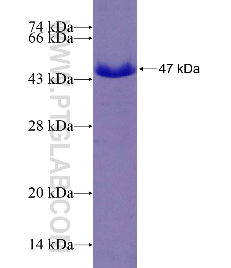 ERGIC3 fusion protein Ag9190 SDS-PAGE