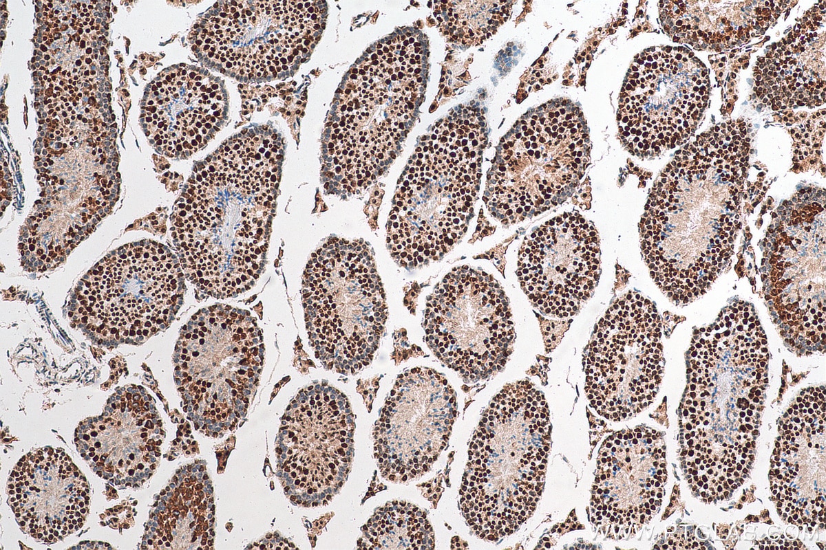 Immunohistochemistry (IHC) staining of mouse testis tissue using ERH Polyclonal antibody (15974-1-AP)