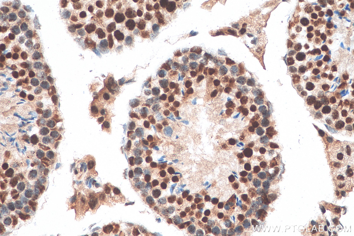 Immunohistochemistry (IHC) staining of mouse testis tissue using ERH Polyclonal antibody (15974-1-AP)