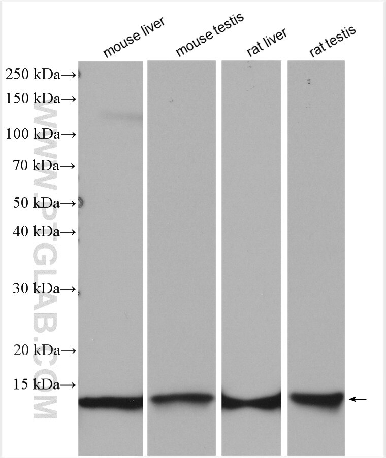 Western Blot (WB) analysis of various lysates using ERH Polyclonal antibody (15974-1-AP)