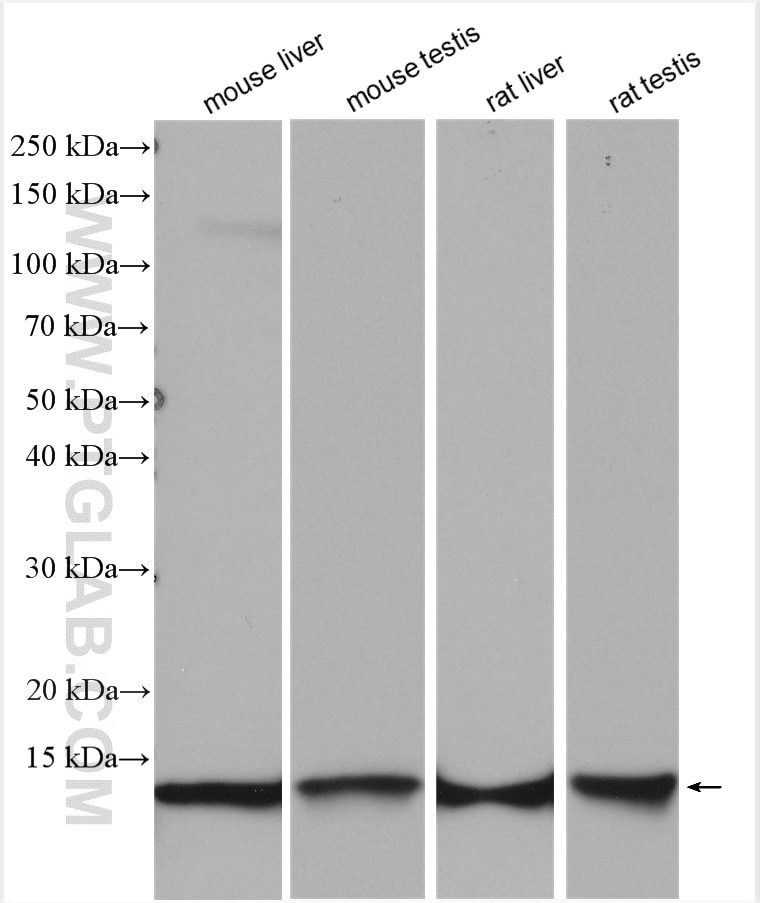 Western Blot (WB) analysis of various lysates using ERH Polyclonal antibody (15974-1-AP)