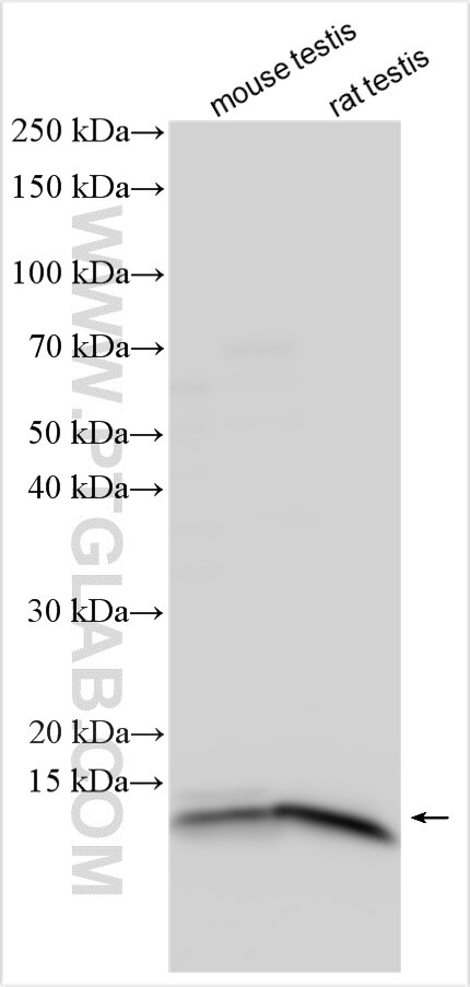 Western Blot (WB) analysis of various lysates using ERH Polyclonal antibody (15974-1-AP)