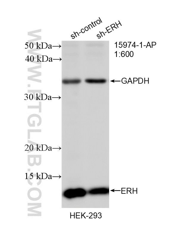 Western Blot (WB) analysis of HEK-293 cells using ERH Polyclonal antibody (15974-1-AP)