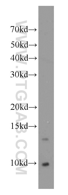 Western Blot (WB) analysis of mouse testis tissue using ERH Polyclonal antibody (15974-1-AP)