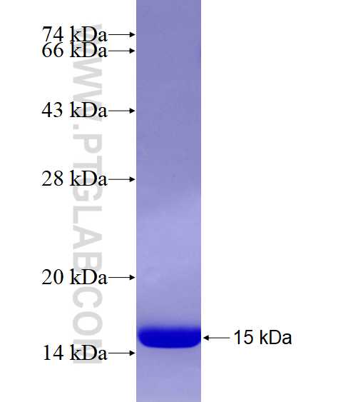 ERH fusion protein Ag8989 SDS-PAGE