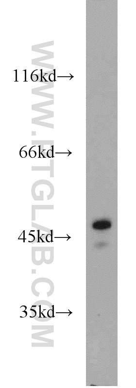 Western Blot (WB) analysis of HepG2 cells using ERI1 Polyclonal antibody (14592-1-AP)