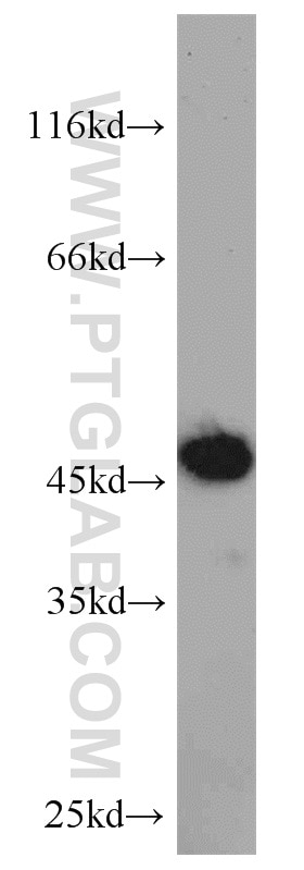 Western Blot (WB) analysis of K-562 cells using ERI1 Polyclonal antibody (14592-1-AP)
