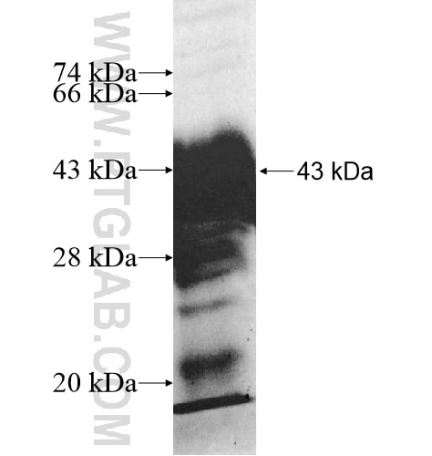 ERI2 fusion protein Ag11156 SDS-PAGE