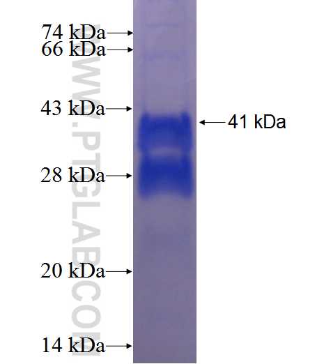ERI3 fusion protein Ag0826 SDS-PAGE