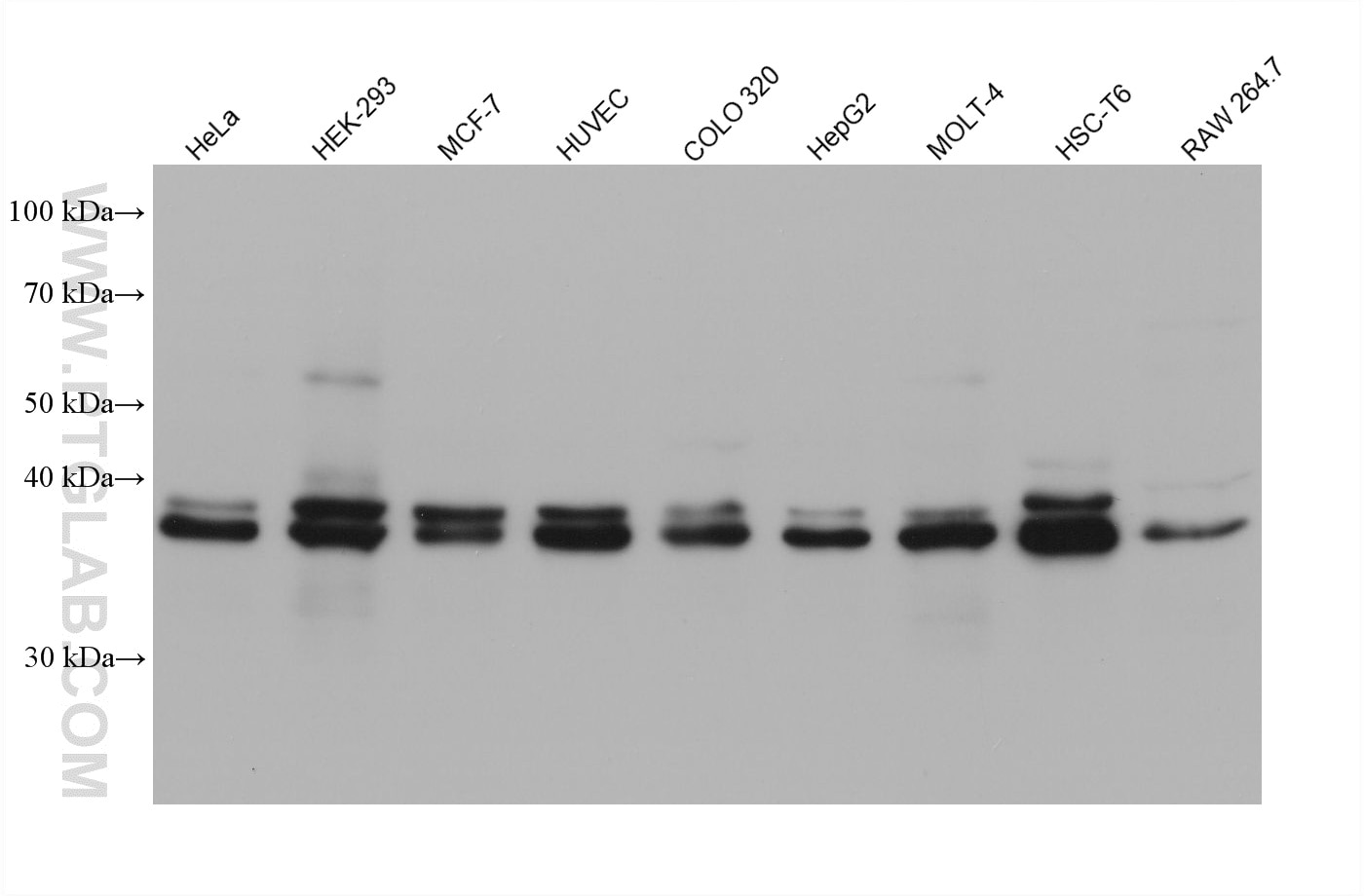 Western Blot (WB) analysis of various lysates using ERK1/2 Monoclonal antibody (60929-1-Ig)