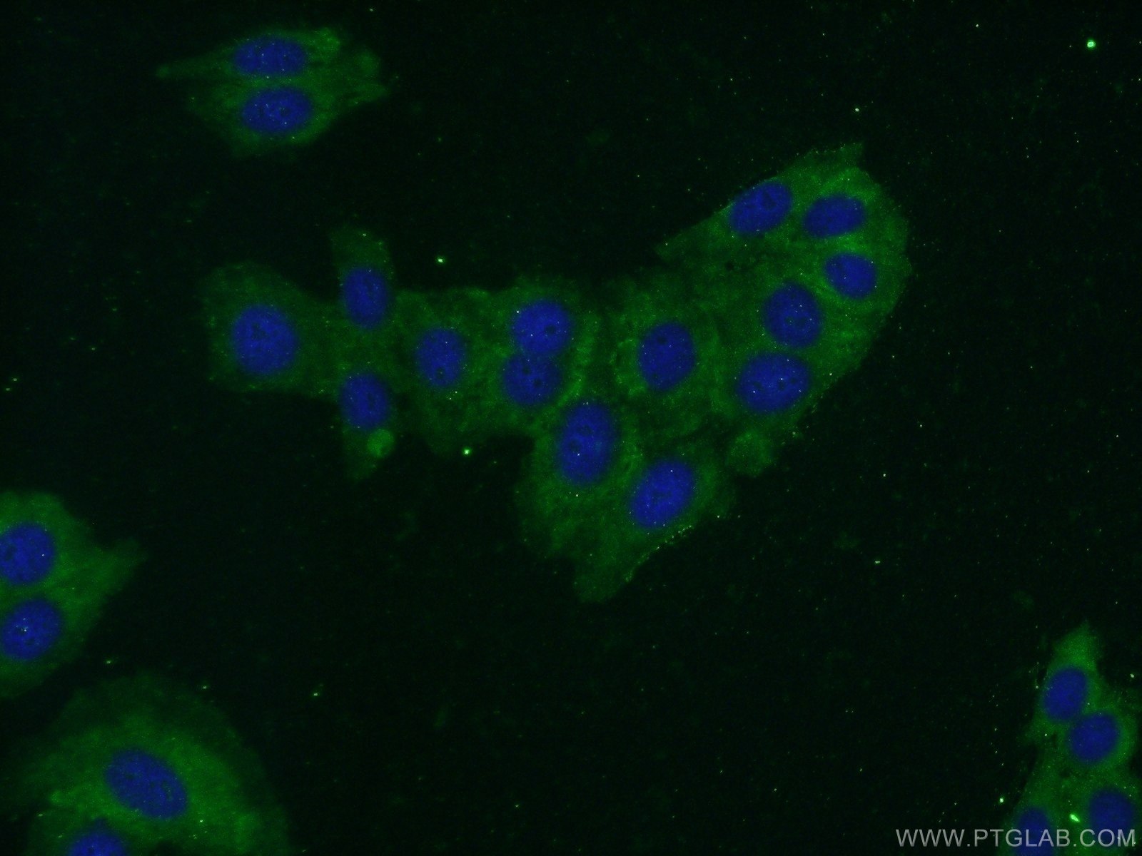 Immunofluorescence (IF) / fluorescent staining of HepG2 cells using ERK1/2 Monoclonal antibody (66192-1-Ig)