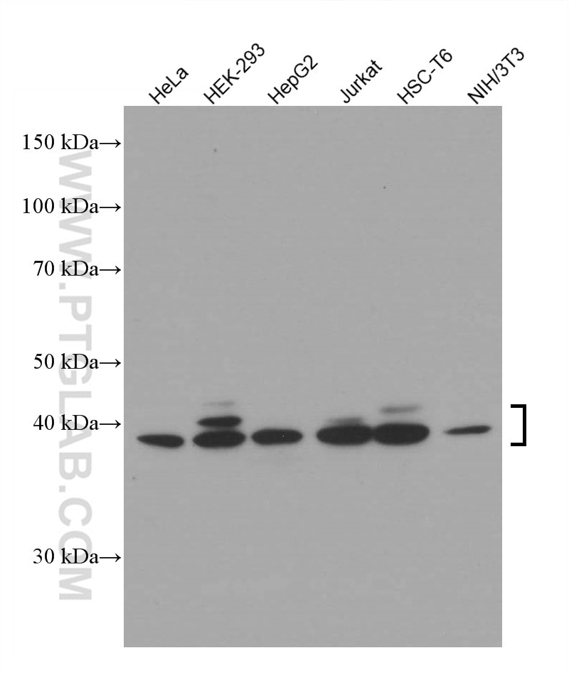 Western Blot (WB) analysis of various lysates using ERK1/2 Monoclonal antibody (66192-1-Ig)