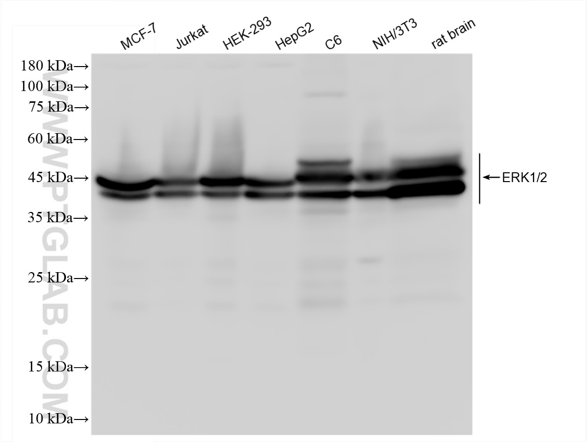 Western Blot (WB) analysis of various lysates using ERK1/2 Recombinant antibody (83533-1-RR)