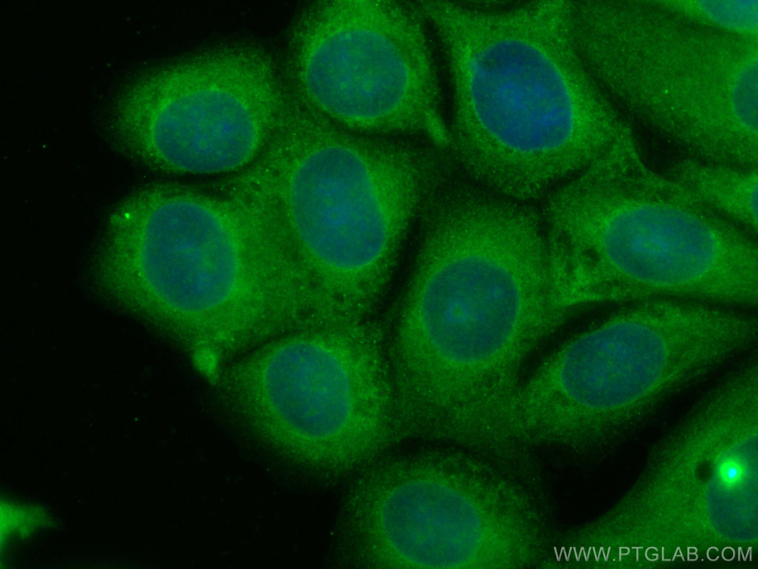 Immunofluorescence (IF) / fluorescent staining of MCF-7 cells using CoraLite® Plus 488-conjugated ERK1/2 Polyclonal an (CL488-11257)
