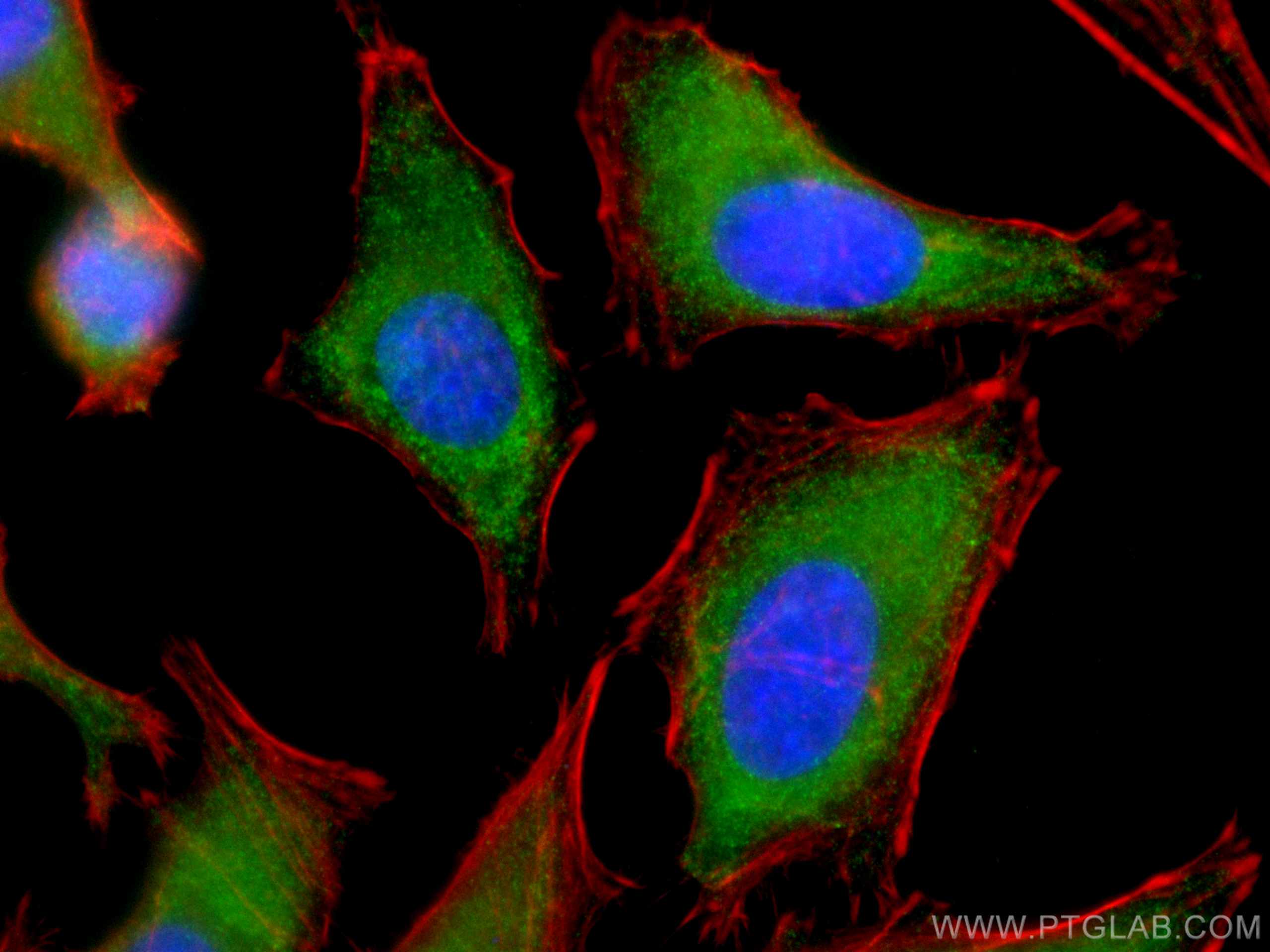 Immunofluorescence (IF) / fluorescent staining of HeLa cells using CoraLite® Plus 488-conjugated ERK1/2 Monoclonal an (CL488-66192)