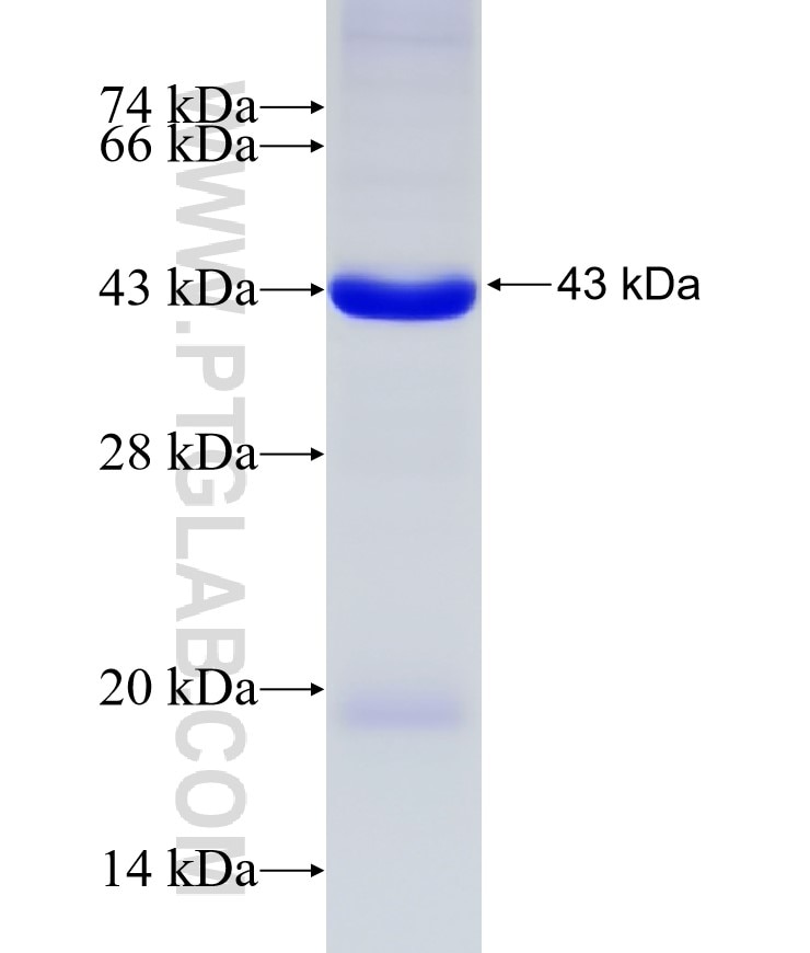 ERK1/2 fusion protein Ag27156 SDS-PAGE