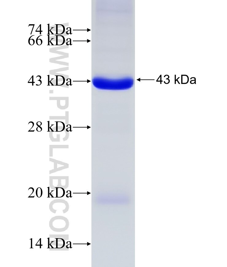 ERK1/2 fusion protein Ag27156 SDS-PAGE