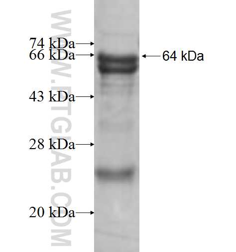 ERK1/2 fusion protein Ag9772 SDS-PAGE