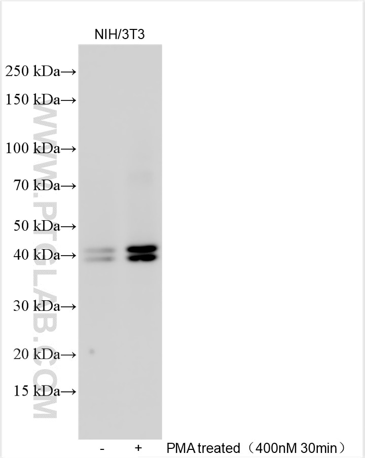 Western Blot (WB) analysis of various lysates using Phospho-ERK1/2 (Thr202/Tyr204) Polyclonal antibody (28733-1-AP)