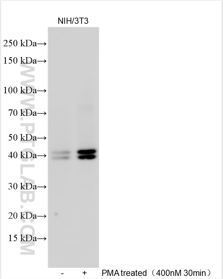 WB analysis using 28733-1-AP