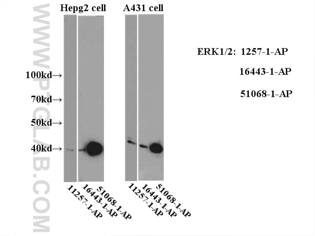 ERK1/2 Polyclonal antibody