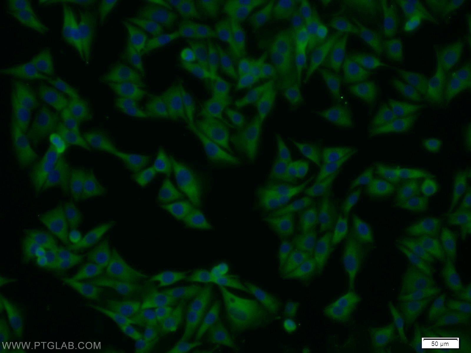 ERK1/2 Polyclonal antibody