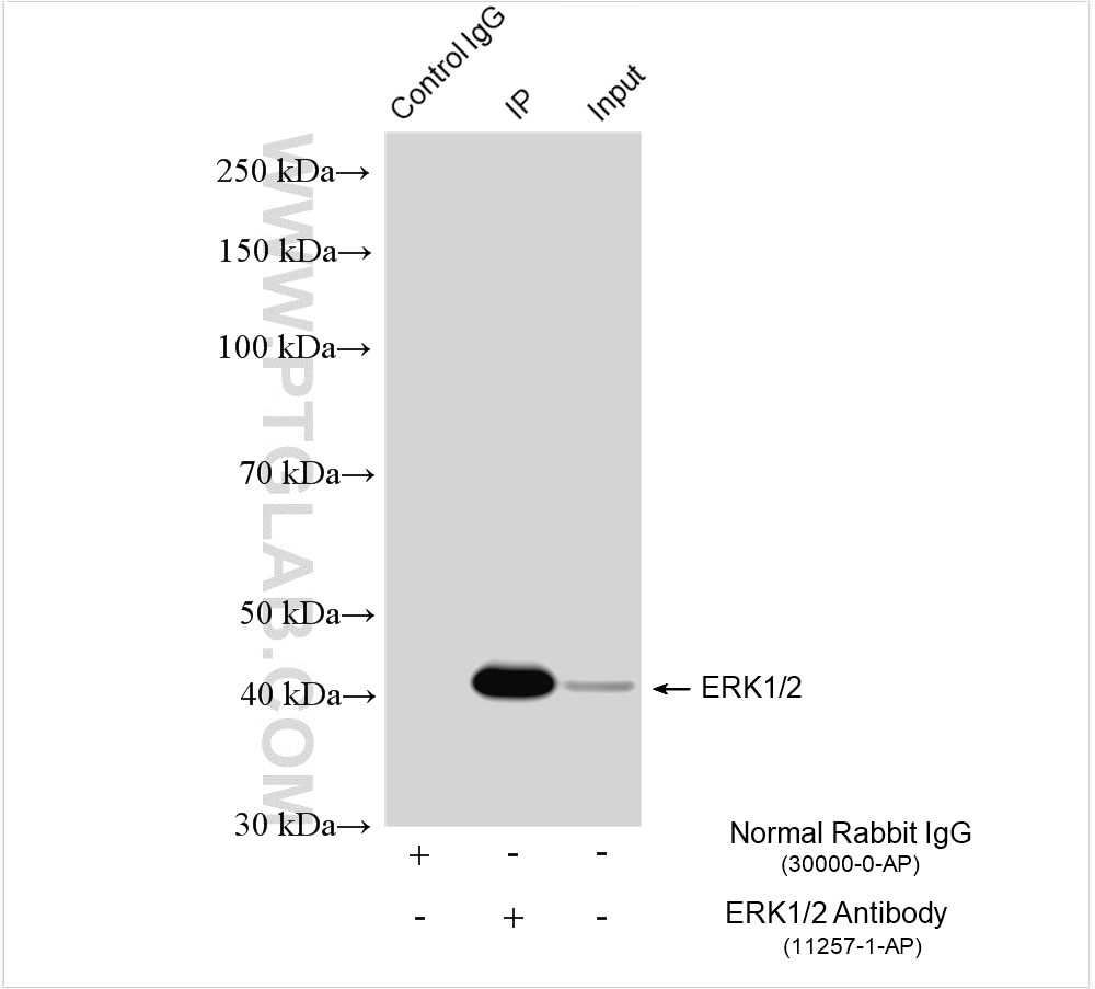 Immunoprecipitation (IP) experiment of HEK-293 cells using ERK1/2 Polyclonal antibody (11257-1-AP)