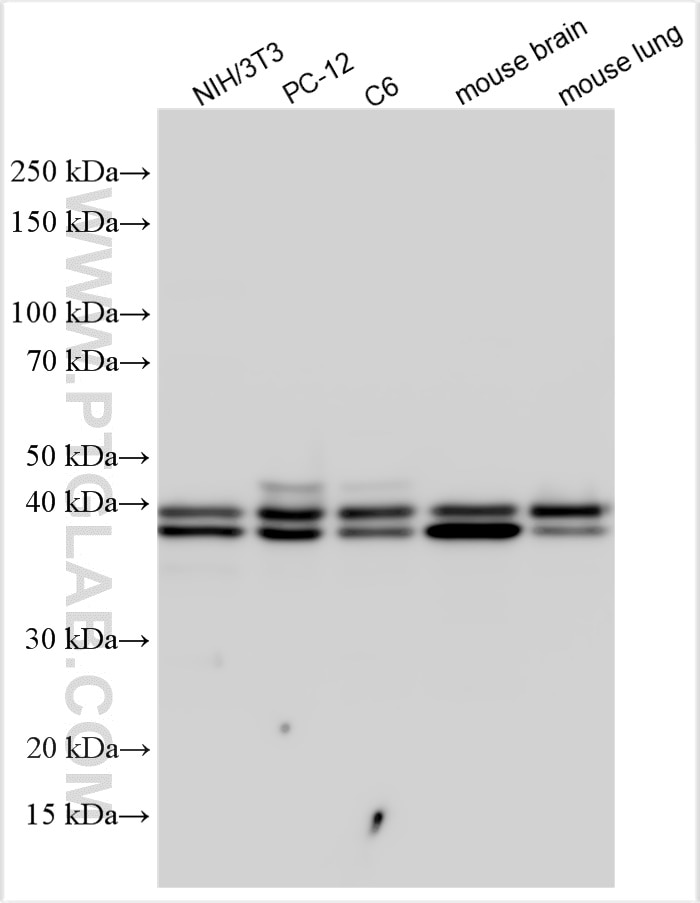 Western Blot (WB) analysis of various lysates using ERK1/2 Polyclonal antibody (11257-1-AP)