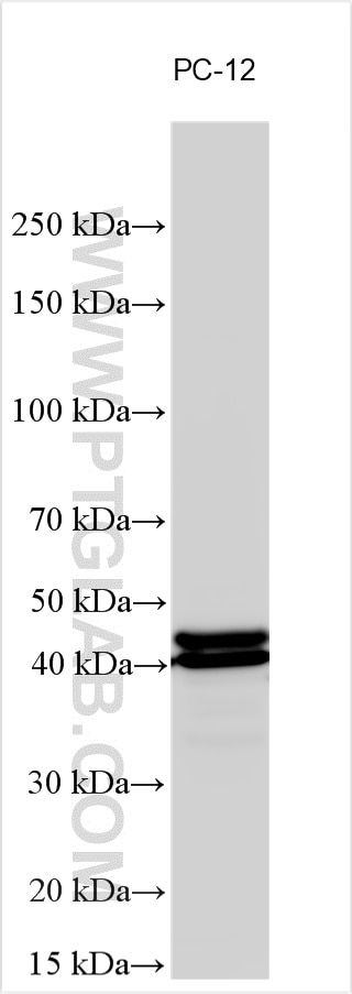 Western Blot (WB) analysis of various lysates using ERK1/2 Polyclonal antibody (11257-1-AP)