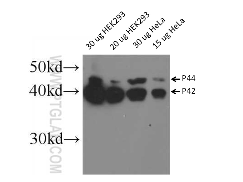 Western Blot (WB) analysis of HEK-293 cells using ERK1/2 Polyclonal antibody (11257-1-AP)