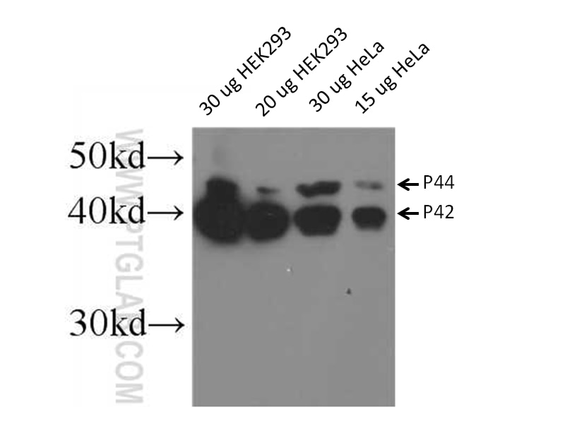 ERK1/2 Polyclonal antibody