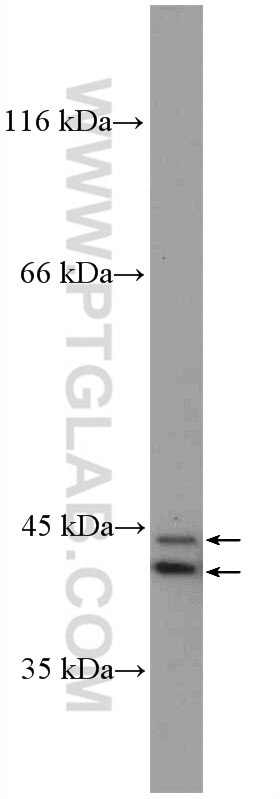 11257