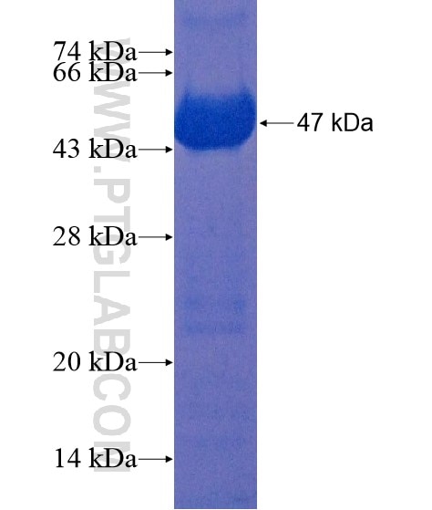 ERK1/2 fusion protein Ag20350 SDS-PAGE
