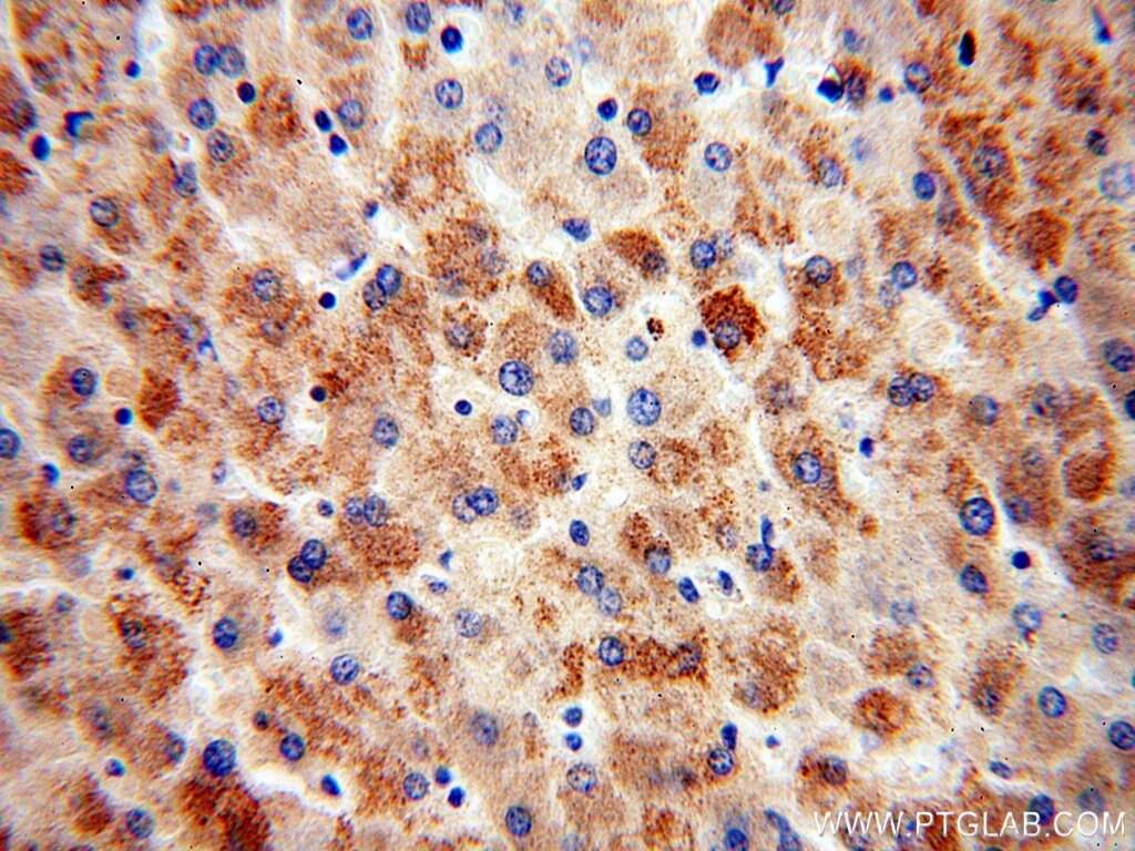 ERK1/2 Polyclonal antibody