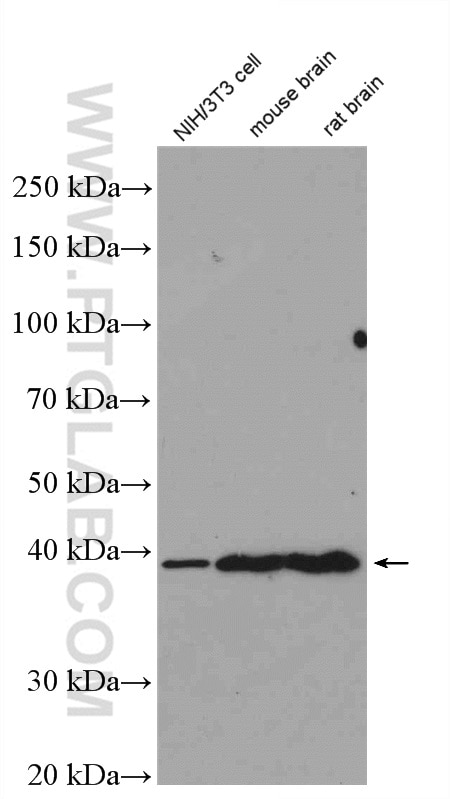 Western Blot (WB) analysis of NIH/3T3 cells using ERK1/2 Polyclonal antibody (16443-1-AP)