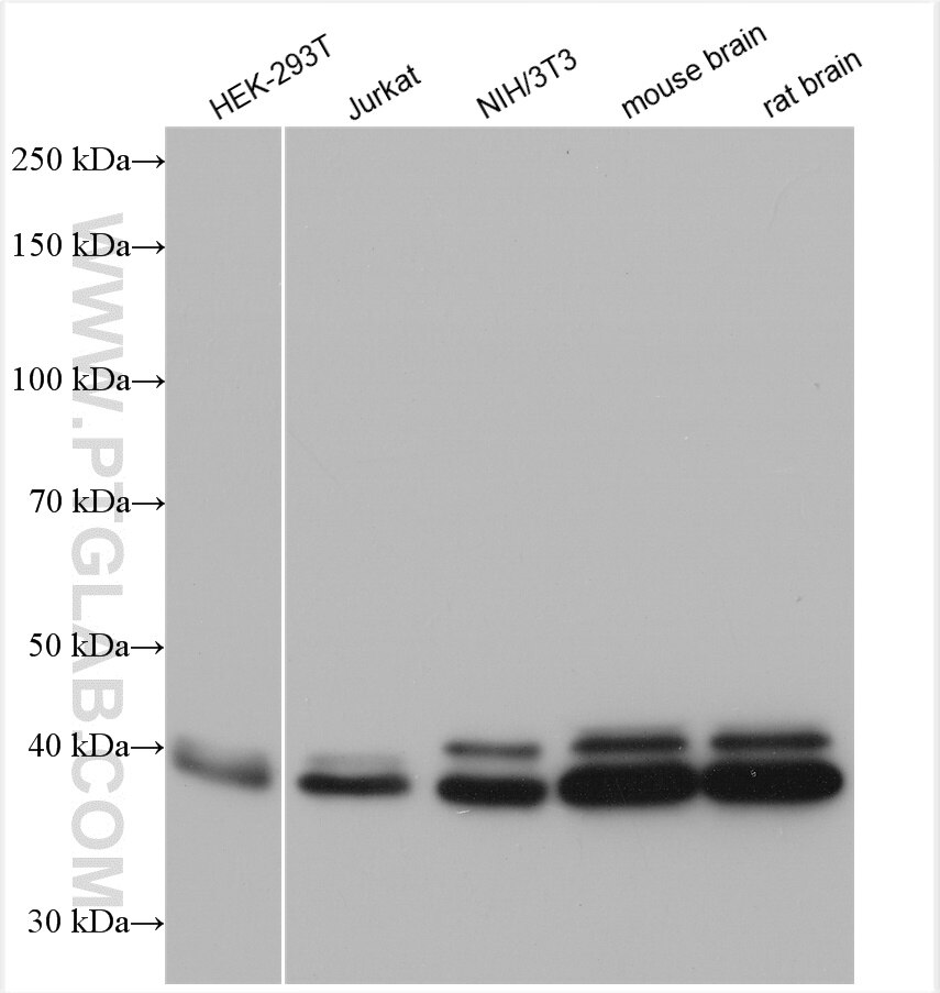 Western Blot (WB) analysis of various lysates using ERK1/2 Polyclonal antibody (51068-1-AP)