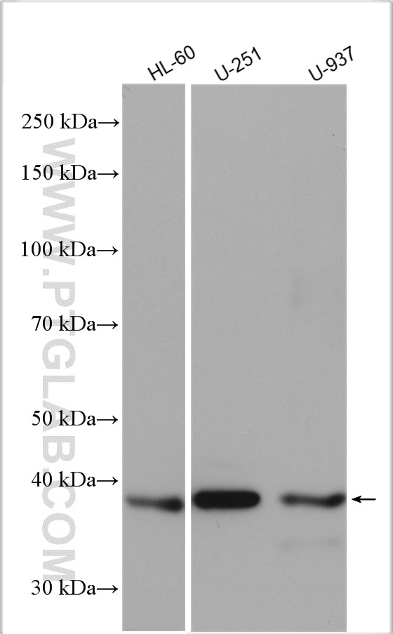Western Blot (WB) analysis of various lysates using ERLIN1 Polyclonal antibody (17311-1-AP)