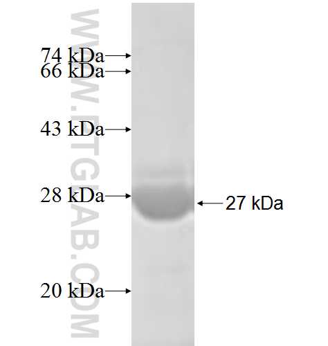 ERLIN2 fusion protein Ag6369 SDS-PAGE