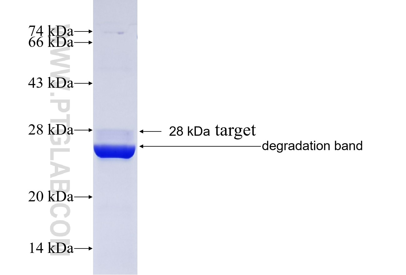 ERLIN2 fusion protein Ag6369 SDS-PAGE