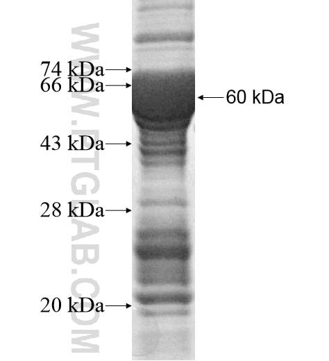 ERMAP fusion protein Ag15899 SDS-PAGE