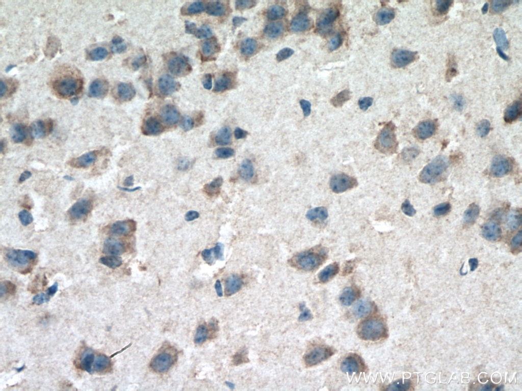 Immunohistochemistry (IHC) staining of mouse brain tissue using ERMN Monoclonal antibody (66605-1-Ig)
