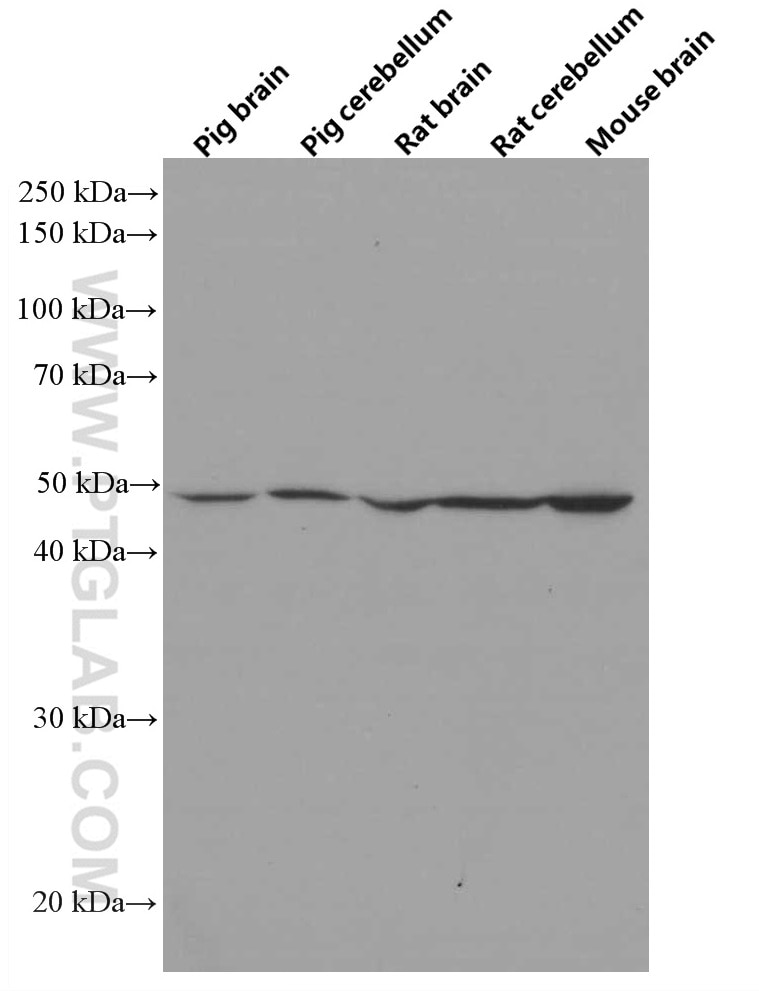 Western Blot (WB) analysis of various lysates using ERMN Monoclonal antibody (66605-1-Ig)